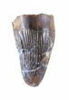 Nice, Deinosuchus Tooth - Aguja Formation, Texas #50672-1